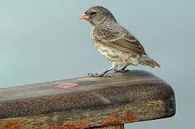 FLHS_marcellac's tweet photo. darwin is most known for the species of Darwin's finches🐦🦃🦆🦅 #darWIN #finchin https://t.co/sUZ8bglaNL