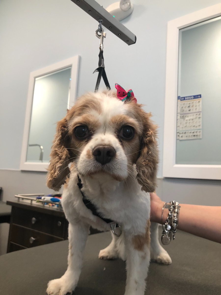 Serena the Cavalier had a spa day with Yinette #thegroomerynyc # petsmartgrooming # kingcharlescavalier