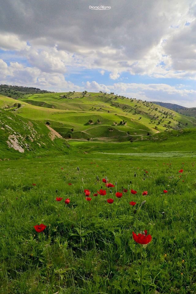 الربيع في #الأردن غير #ربيع_الأردن_أحلى 

الربيع في كل منطقة بالأردن بجبالها ووديانها بالشمال والجنوب وبالعاصمة عمان أجمل وأحلى . #يلا_على_الأردن