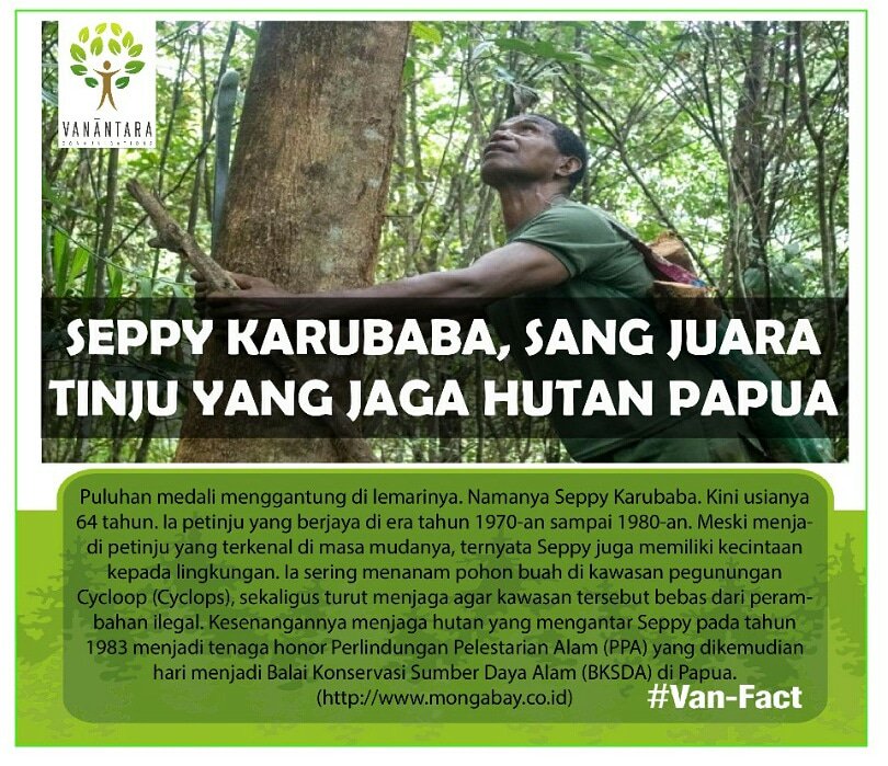 VanantaraCom's tweet photo. SEPPY KARUBABA, SANG JUARA TINJU YANG JAGA HUTAN PAPUA
#seppy
#sosok
#juaratinju
#tinju
#hutan
#penjagahutan
#hutanpapua
#papua
#lingkungan
#pelestarian
#dyk
#fact
@KementerianLHK https://t.co/DMCsbKYsp5