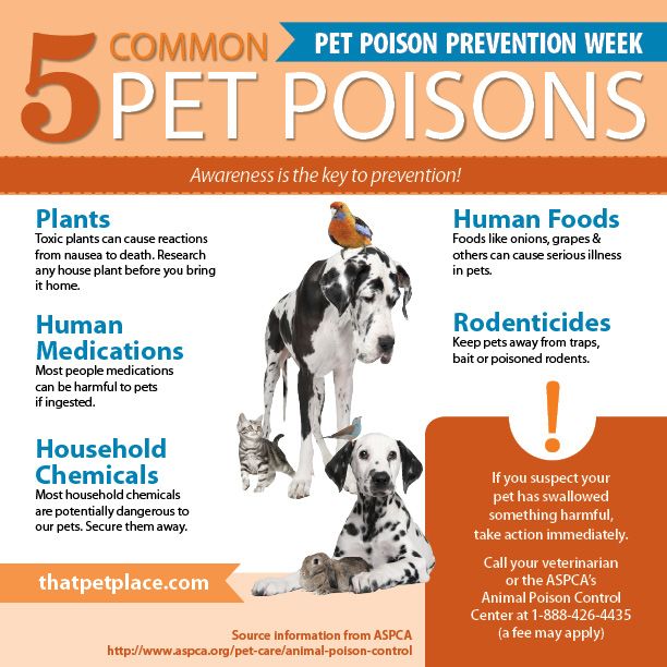 MetroVetChicago's tweet photo. It's Pet Poison Prevention Week! Do you know the most common pet poisons? #PetPoisonPreventionWeek #StaySafe #YouAteWhat #OhNo #DropIt
https://t.co/fK3WVUiXqJ https://t.co/3YL3Qc82QD