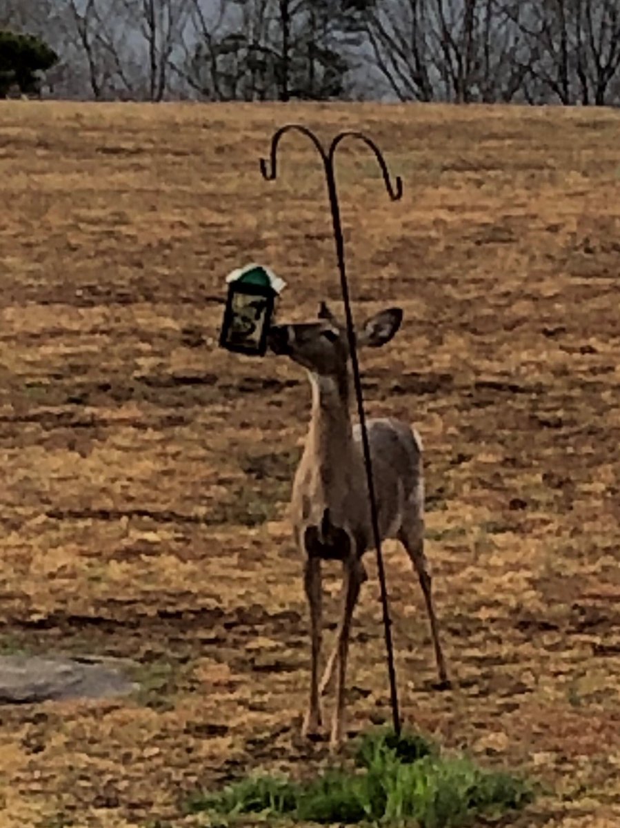 sanditrac's tweet image. If I don’t keep corn on the bluff, the deer know where the bird feeder is.