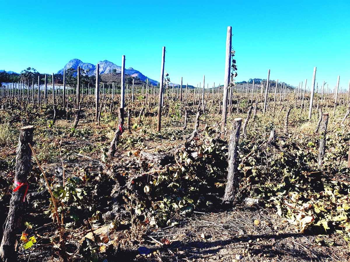 SchalkWJoubert's tweet photo. #wine declining vineyards due to drought, leafroll virus and unsustainable pricing. Wine brands need to secure quality grapes more than ever. https://t.co/fzPTPPCeB3