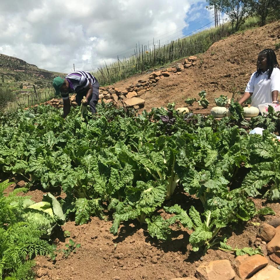 MDA_2017's tweet photo. Some of our direct beneficiaries that have been trained on food security and have started their own gardens and are selling to the community  of Qwaqwa..
#sustainable development https://t.co/vZPmx8iL9i