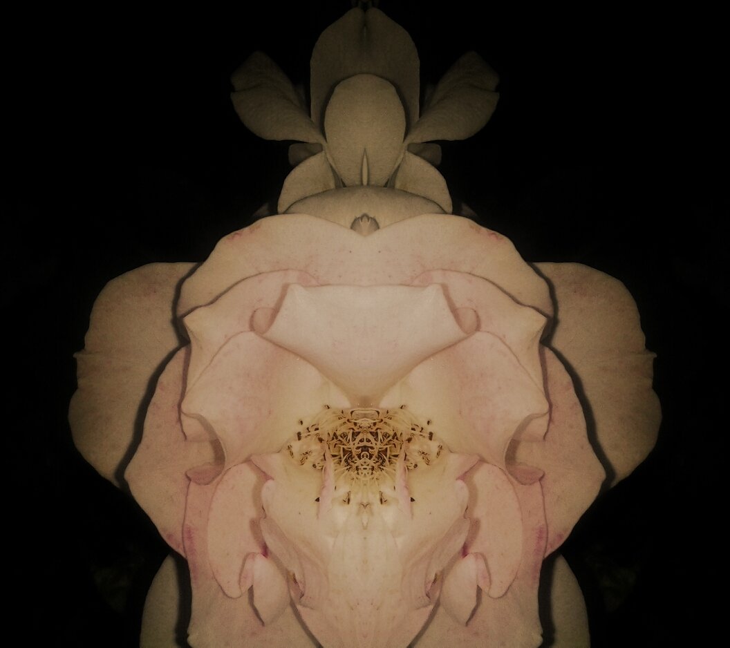 kabom_lensfokus's tweet photo. - E L E P H A N T _ R O S E -
#lensfokus #digital #world #wallpaper #er #elephantrose #africanfaceexpressions #urban #billboard #material #mobilephone #design #randwest #johannesburg #southafrica 2017 || zoom in for a breathtaking view faces on a trunk https://t.co/IE0EBbPm2p