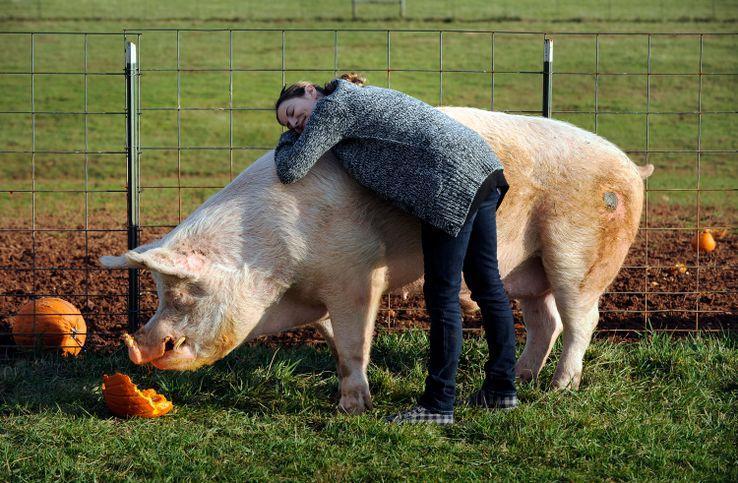 Pourquoi les végans ont tout faux : trois spécialistes d'environnement dénoncent le mauvais coup que porte le véganisme à notre mode de vie, à l’agriculture, à nos relations aux animaux et même aux courants végétariens traditionnels. <a href="/libe/">Libération</a> <a href="/ASchwartzbrod/">Alex Schwartzbrod</a> franceculture.fr/ecologie-et-en…