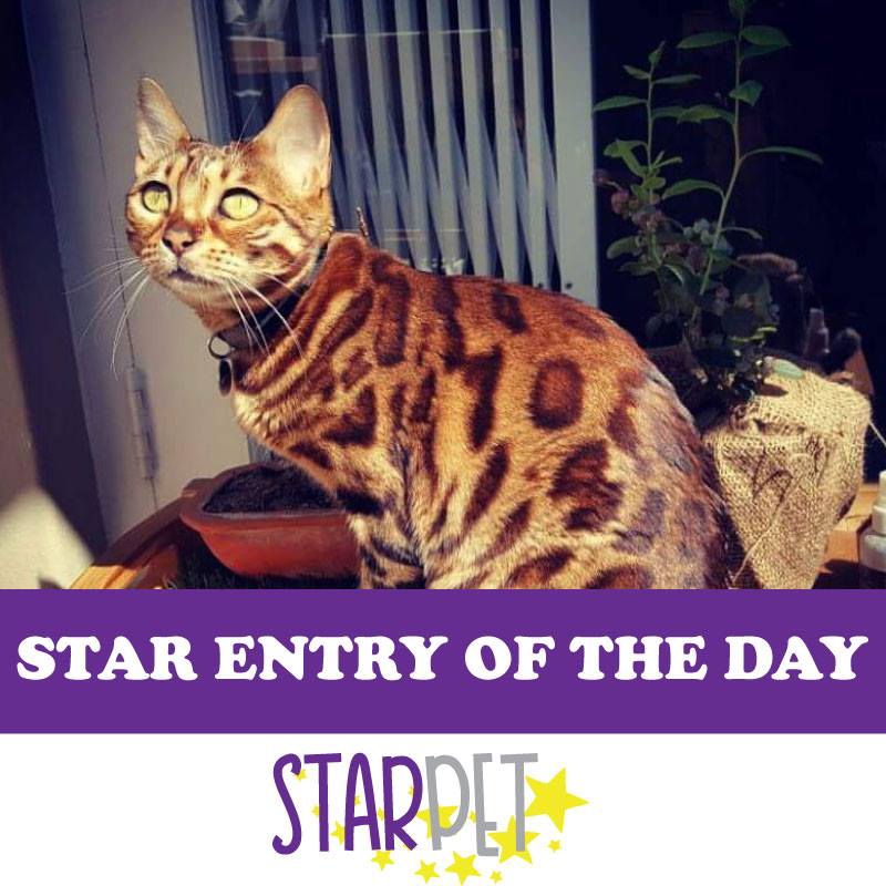 Absolute Pets tweet media