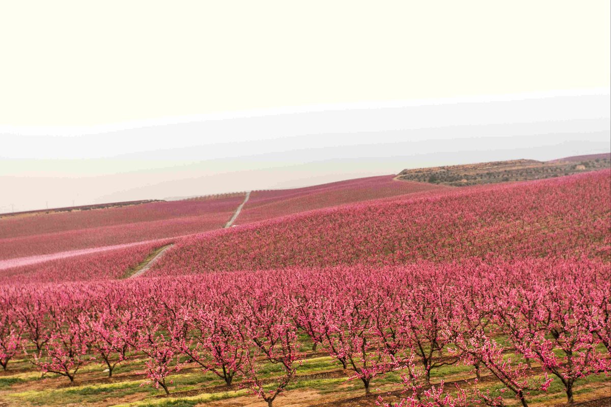aralleida's tweet photo. Hanami: Viajar a Japón para ver los cerezos en flor. #Fruiturisme: Viajar a las #TierrasdeLleida para disfrutar de nuestros frutales en flor. #Fruitiscoming #ADNLleida #Aralleida @segriaturisme https://t.co/cTCfu33AlT