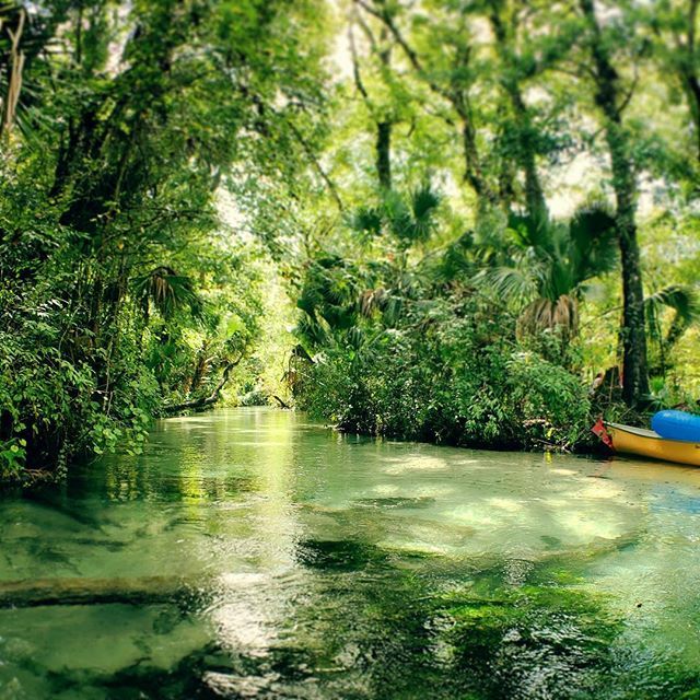Florida Rivers #Nature #floridaliving #gopro #natgeo #offthebeatenpath  #clearestwater #floridasprings  #floridaparks #swimminghole  #floridanature #floridafun #lovefl #floridasummer #flsprings #florida  #springhunters #floridaforest #floridaliving #natu… ift.tt/2GHioZz