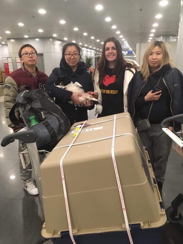 RushtonDRescue's tweet photo. Thankyou doe doe our Chinese frIend for helping with the next lot of dogs that have arrived ..let’s stand together and fight this  barbaric trade.! https://t.co/1PzAYjJzHZ
