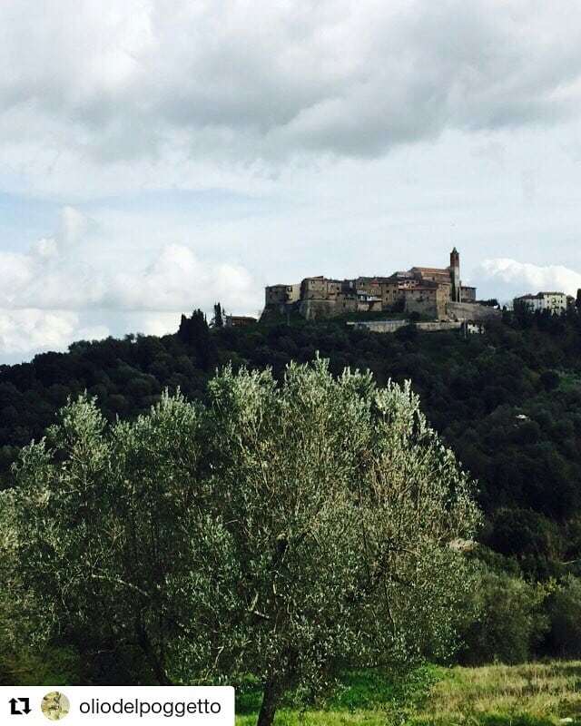 #Repost @oliodelpoggetto (<a href="/get_repost/">Repost</a>)
・・・
The little village of Caldana in the marvallous Maremma in Tuscany#Tuscany#Toscana#Caldana#Maremma#olivegrove#uliveto#EVO#ilpoggettodimezzo#olio#oliodiolivaextravergine#extraverginoliveoil#Italy#Italia