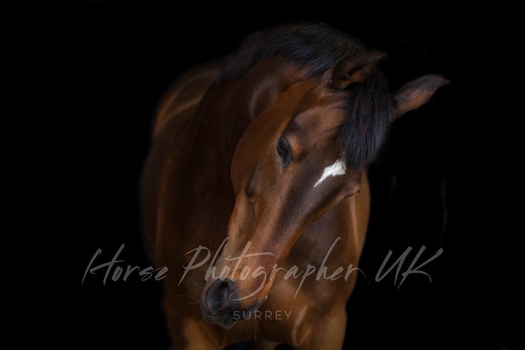 Horse_UK_Surrey's tweet photo. Check out this beauty @RacehorseSanct needs your help and support after years of helping and supporting these beautiful animals https://t.co/DMFQgG9Rn2
