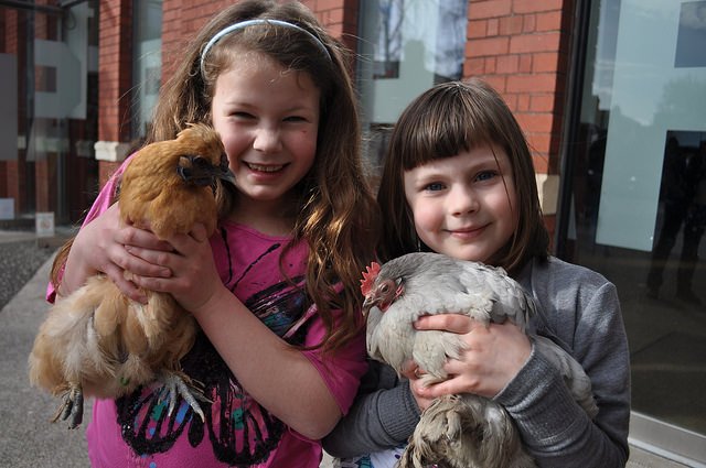 My #chickens have worked very hard over the years helping me with #school workshops, training and events - they're still regulars at @cardiffsquirrel  workshop sin #Cardiff.  #NationalPoultryDay #farmingeducation #chickenkeeping