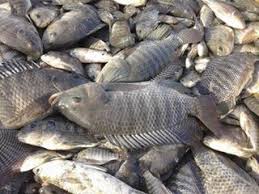 تربية وزراعة سمك البلطى ثنائى الجنس تحتاج احترافيه وخبره لان ثنائى الجنس يقوم بتفريخ ذاتى و عشوائى فالزريعه تستهلك كمية العلف والاوكسجين بالاحواض وتؤثر على نمو الاسماك الكبيره وايضا امهات السمك تصوم وتمتنع عن الطعام اثناء فترة فقس البيض وذلك يضعف نموها لذلك يجب الفرز باستمرار