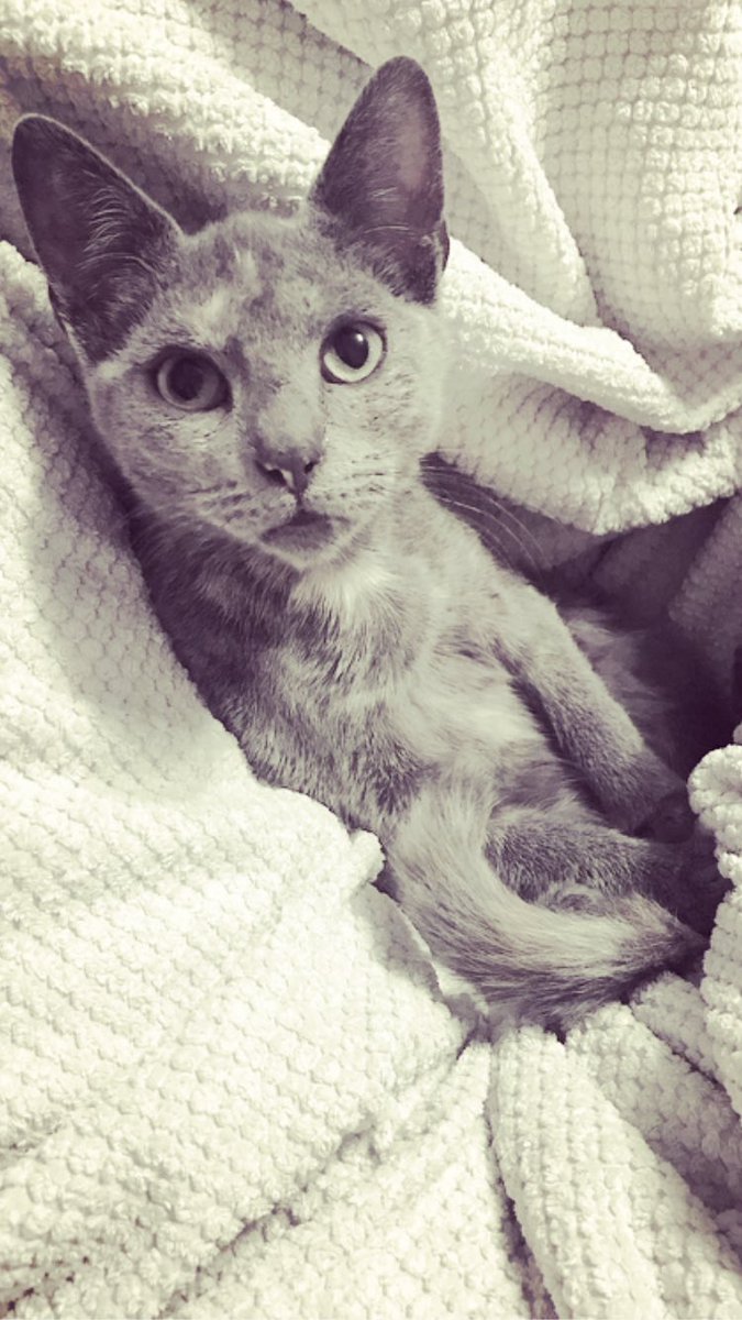 ZoeJaneByrne's tweet photo. When you're busting for a wee and baby Vogue (my kitten) sits on you & you haven't got the heart to move her 💔 #FirstWorldProblems #kittenissues https://t.co/UeufL9xYfR