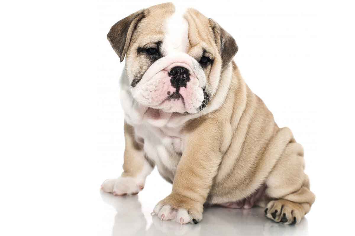 doglover533's tweet photo. Beauty bull dog.
.
#newyork #newyorkcity #america #dogs #bffs #pleasesaveus #pleasesaveme #rescuedog #rescuedogs #rescuedogsofinstagram #rescue #adoptdontshop #adoptionrocks #adoptdontbuy #adoptadog #urgentdogsofinstagramrepost #urgent #manhattan #brooklyn #brooklyn99 https://t.co/RYbGmkRJcY
