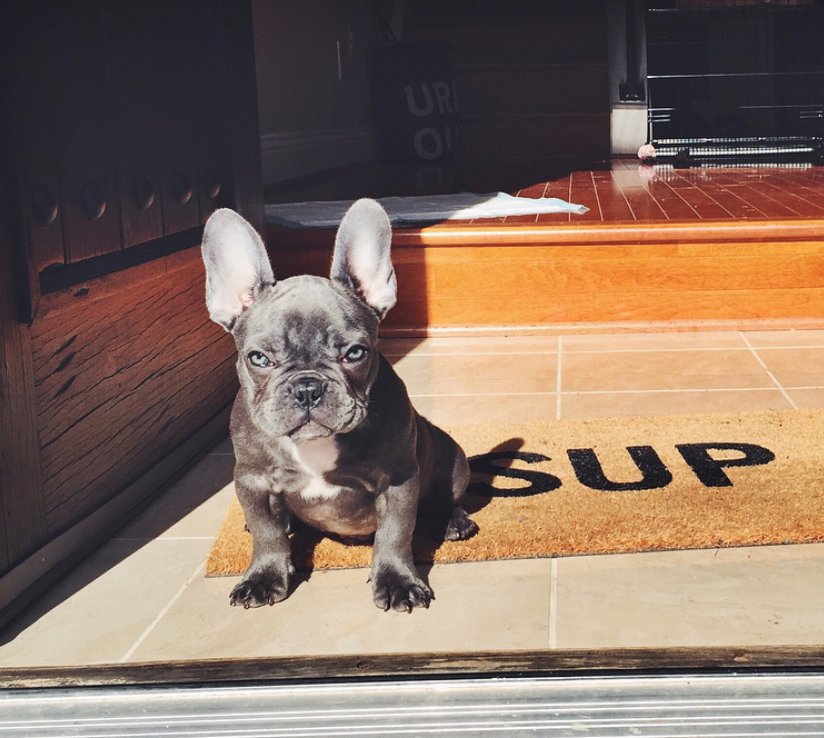 SNToolLibrary's tweet photo. WOW @mrtonato has only been a member for a few months and already built this B@D@$$ table for his Res Hill home!!! With the help of his trusty sidekick Pablo of course :)
#MemberMadeMonday #DogsOfSNTL https://t.co/RUj19dDXhG