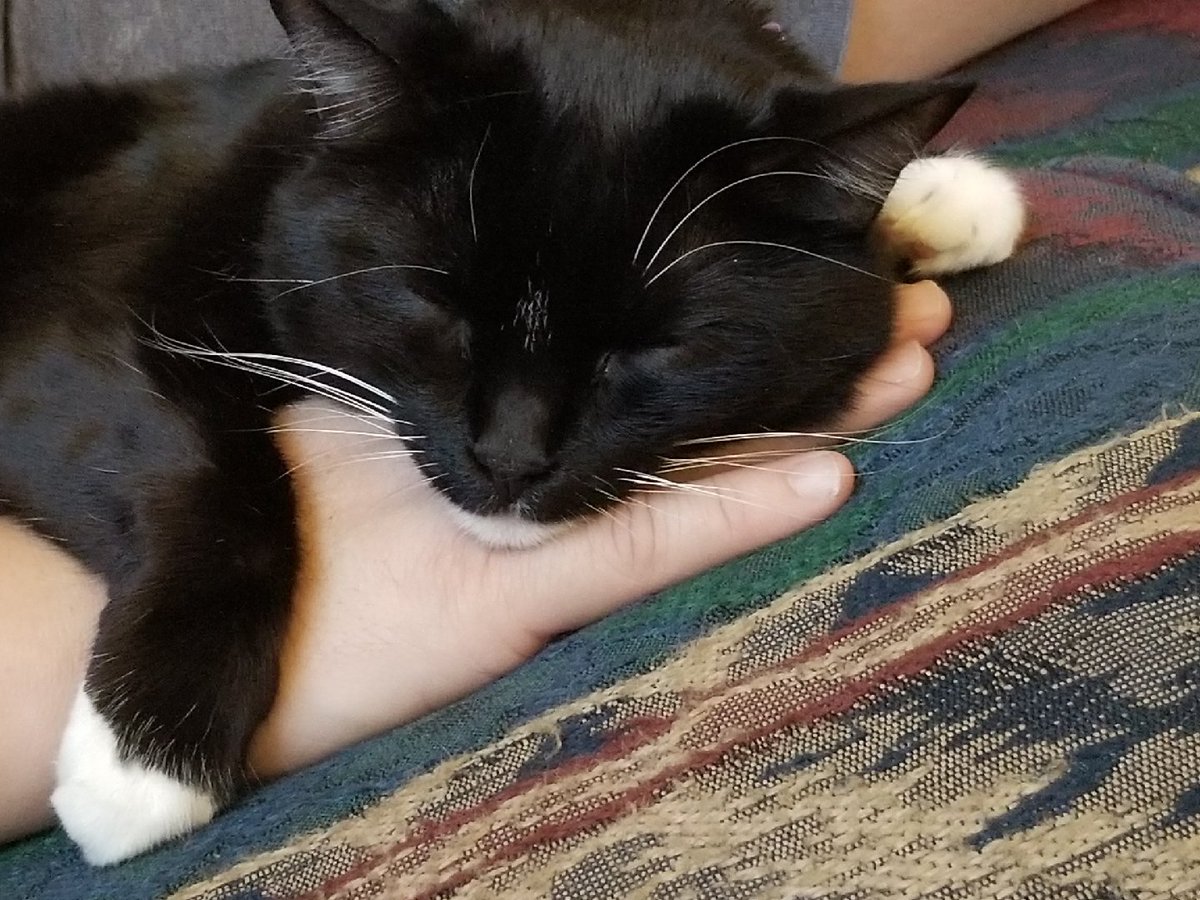 IanofMichigan's tweet photo. #MabelMonday says "Nope, not leaving, is naptime." Both her and I caught knocked out on the couch. #lowerBP moment. #PurrsAreMedicine https://t.co/ugAUv1QD0k