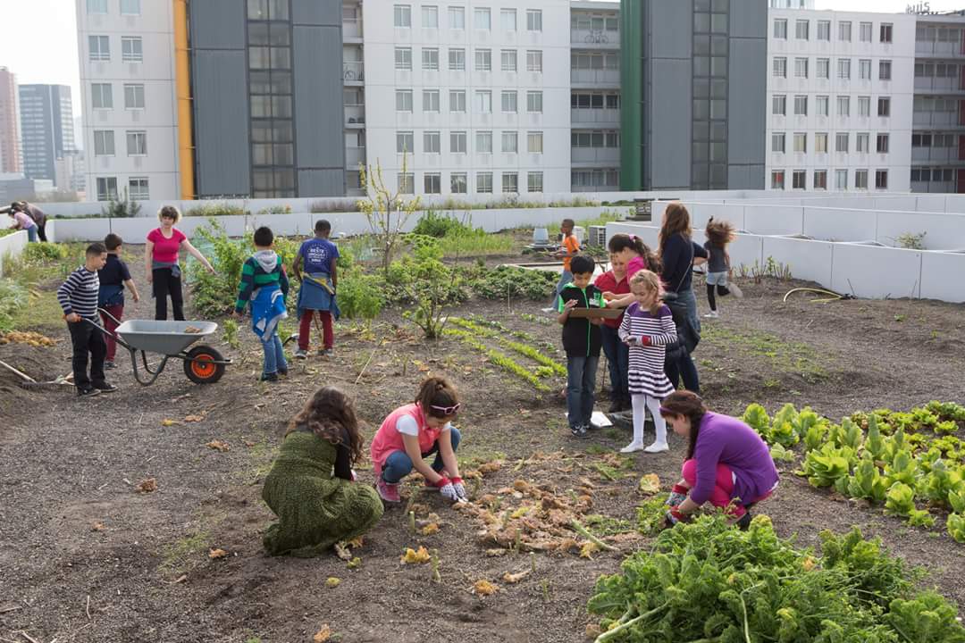 milieucentrum's tweet image. Nog steeds geen duidelijkheid over het voortbestaan van #Dakkennie 't mooie #educatieprogramma op de #DakAkker voor de kids van #Rotterdam-se basisscholen over #voedsel, #water, #biodiversiteit ... scholen nu afgebeld !