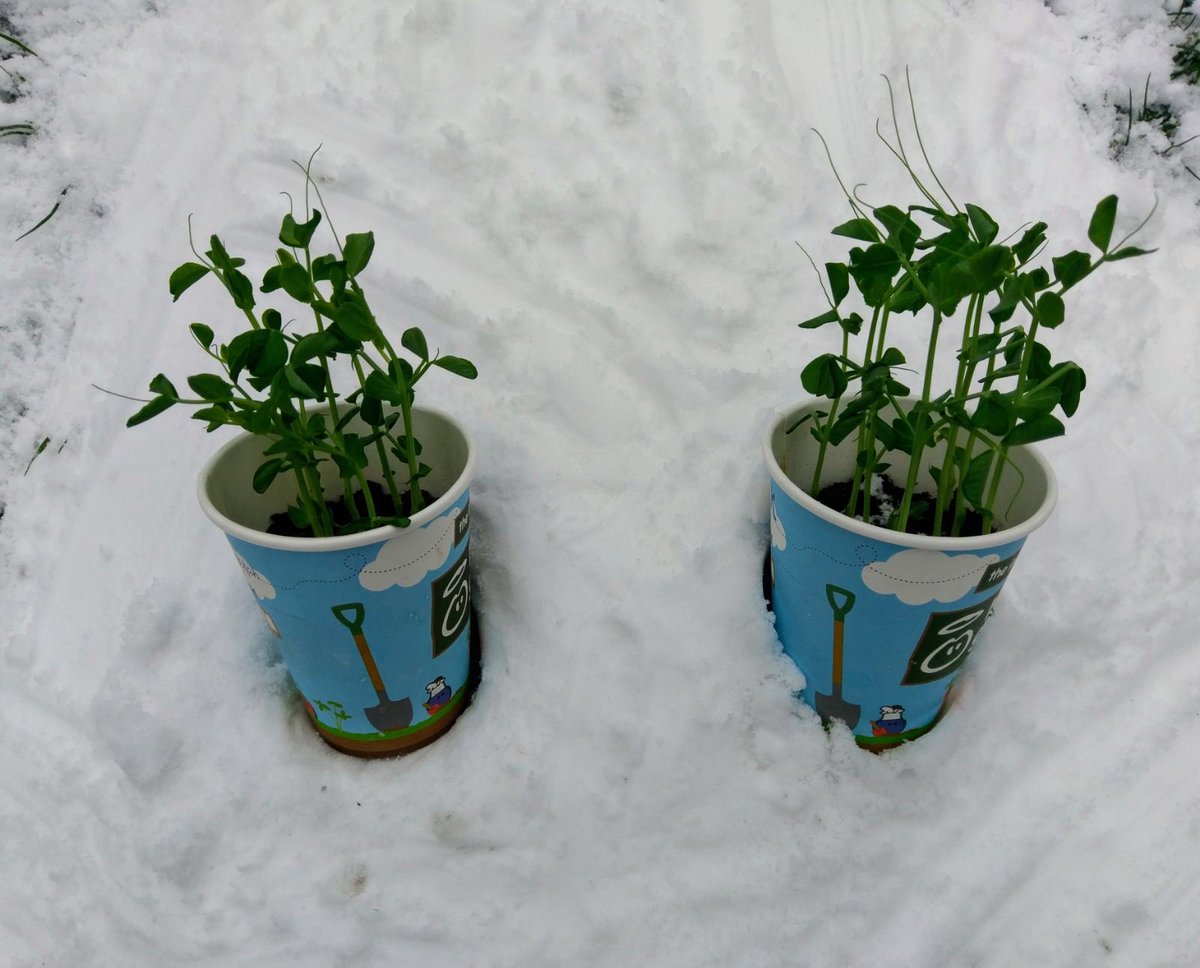 StrongstemsHE's tweet photo. Spinach-tacular and pea-tastic guys! #biggrow #homeed #strongstems @innocent @giyireland https://t.co/xCUzXCOCWe