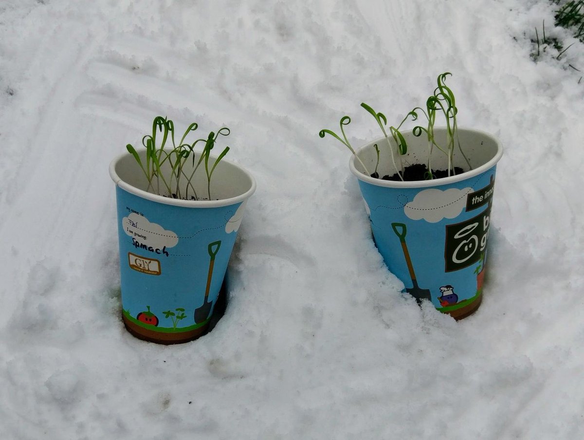StrongstemsHE's tweet photo. Spinach-tacular and pea-tastic guys! #biggrow #homeed #strongstems @innocent @giyireland https://t.co/xCUzXCOCWe