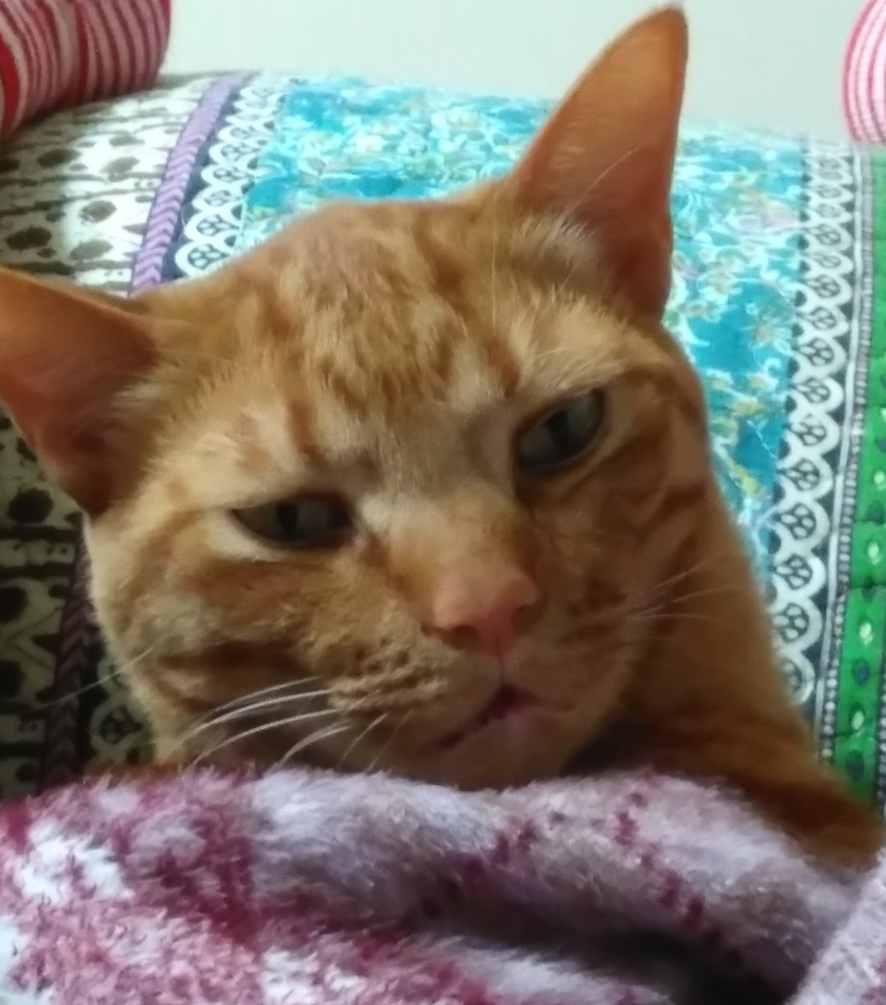 猫の怖い顔 Twitter Search Twitter