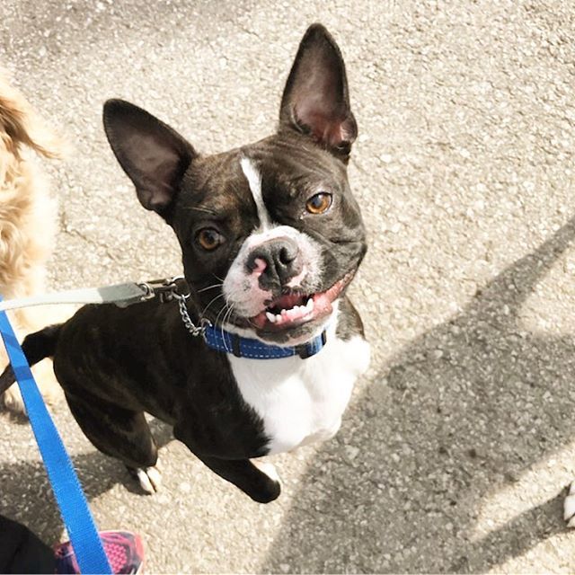 TheyWalkDogs's tweet image. George #theywalkdogs #partyin ift.tt/2FWluYt