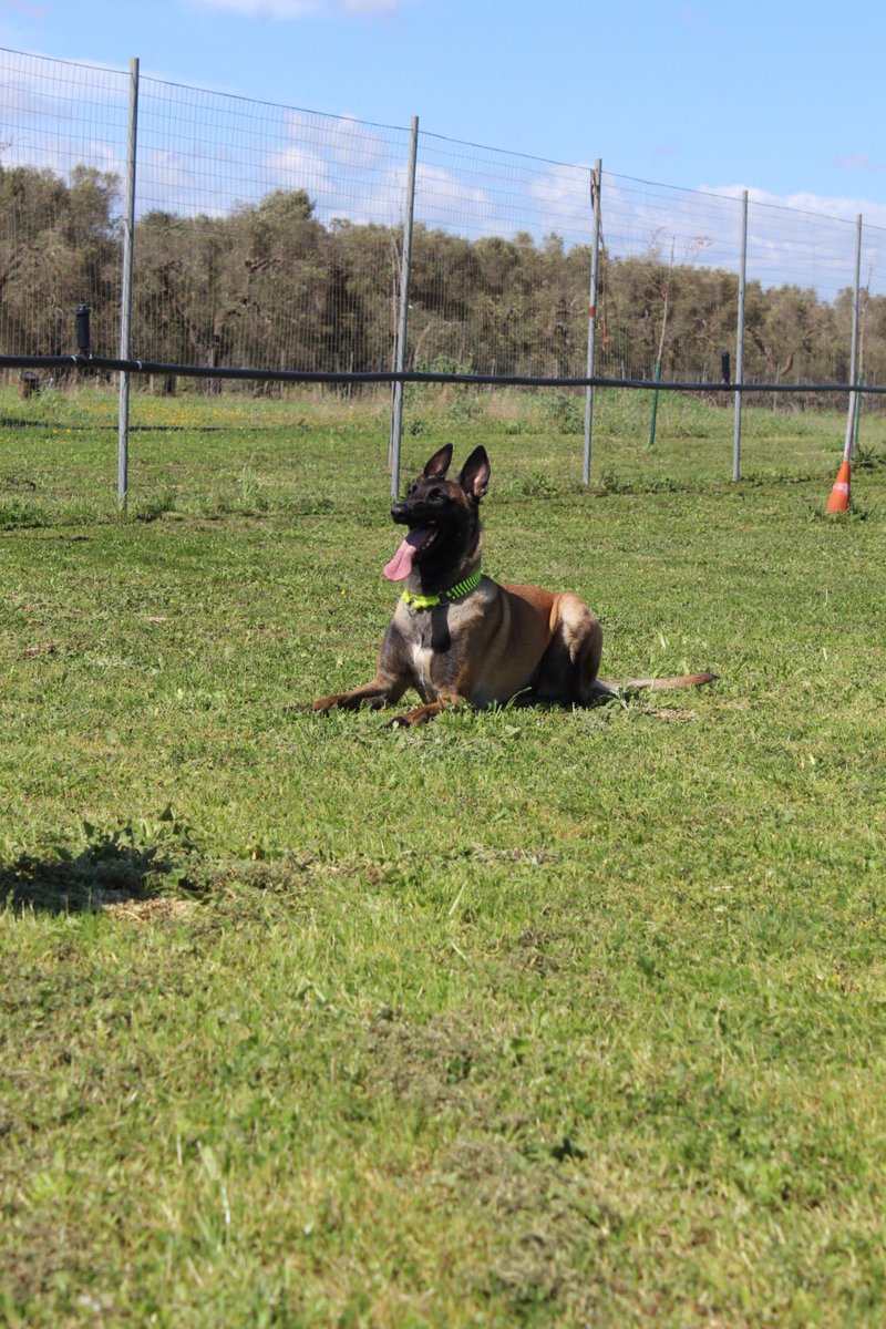 Edudog1's tweet image. 📍📷 La prima delle tre lezioni di #Obedience con Claudia Locuratolo del 17 e 18 marzo che si inserisce nell'ambito del corso educatori istruttori #cinofili 2017/2018 🙋‍♀️🐕