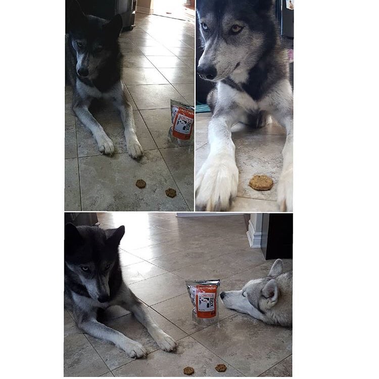 Iysis and Mystique of huskypaws_ice.and.mystique are enjoying their Simply Pumpkin treats found in this month’s @BowzerBox!
.
Dose your pup subscribe to #bowzerbox? Tag us in your posts and we’ll feature you here!
.
#bowzerbox #dogs #dogsoftwitter #subscriptionbox #canada