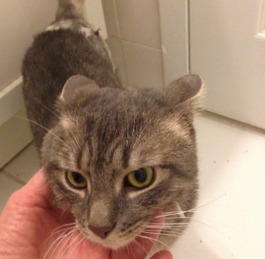 whskr's tweet photo. TIGER is FeLV/FIV #negative, up to date in vaccinations and will be neutered as soon as his DOH hold is up. He has been a champ in foster care. Meet the Tiger of your dreams. #Place for Cats #charity #fosternetwork https://t.co/0WkSgzS8xX