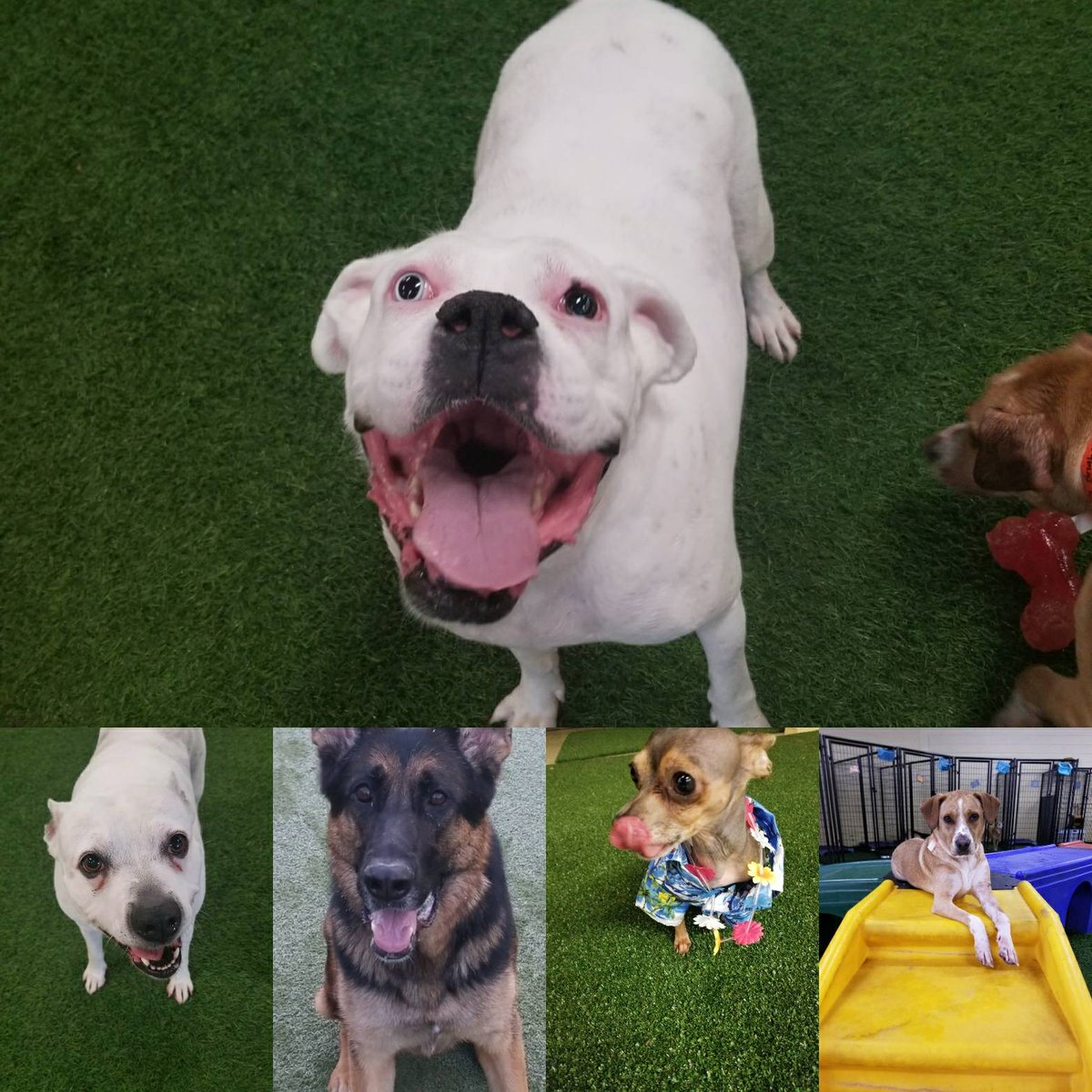 petparadiseATL's tweet image. Just a few of our regulars that come for our pet daycare ! ♥️♥️ #mypetparadise #regulars #dogsfordays #happypups #daycare