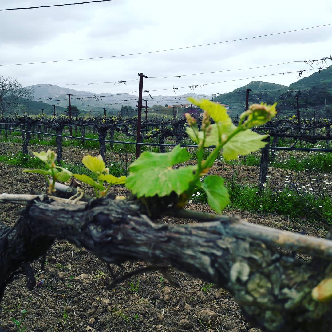 OlympiaGi's tweet photo. Spring...spring...everywhere!!
 #OlynpiaGi #lovegreekwines #mycountry #winesofpeloponnese #instaphotos #instawines #winelovers #winetourism https://t.co/UqKxqM5MKw