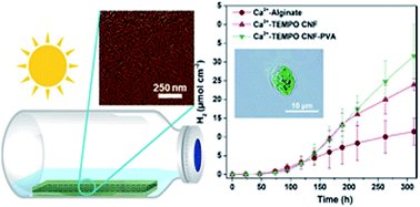SergeyKosourov's tweet photo. Cellulose nanofibrils can be used for fabrication of cyanobacterial and algal biofilms suitable for biofuels production. https://t.co/ca3nFpUaIf
#BioH2 #CO2 #biofuels #plantcoe @NordAqua @UniTurku https://t.co/wBF6pG7eAw
