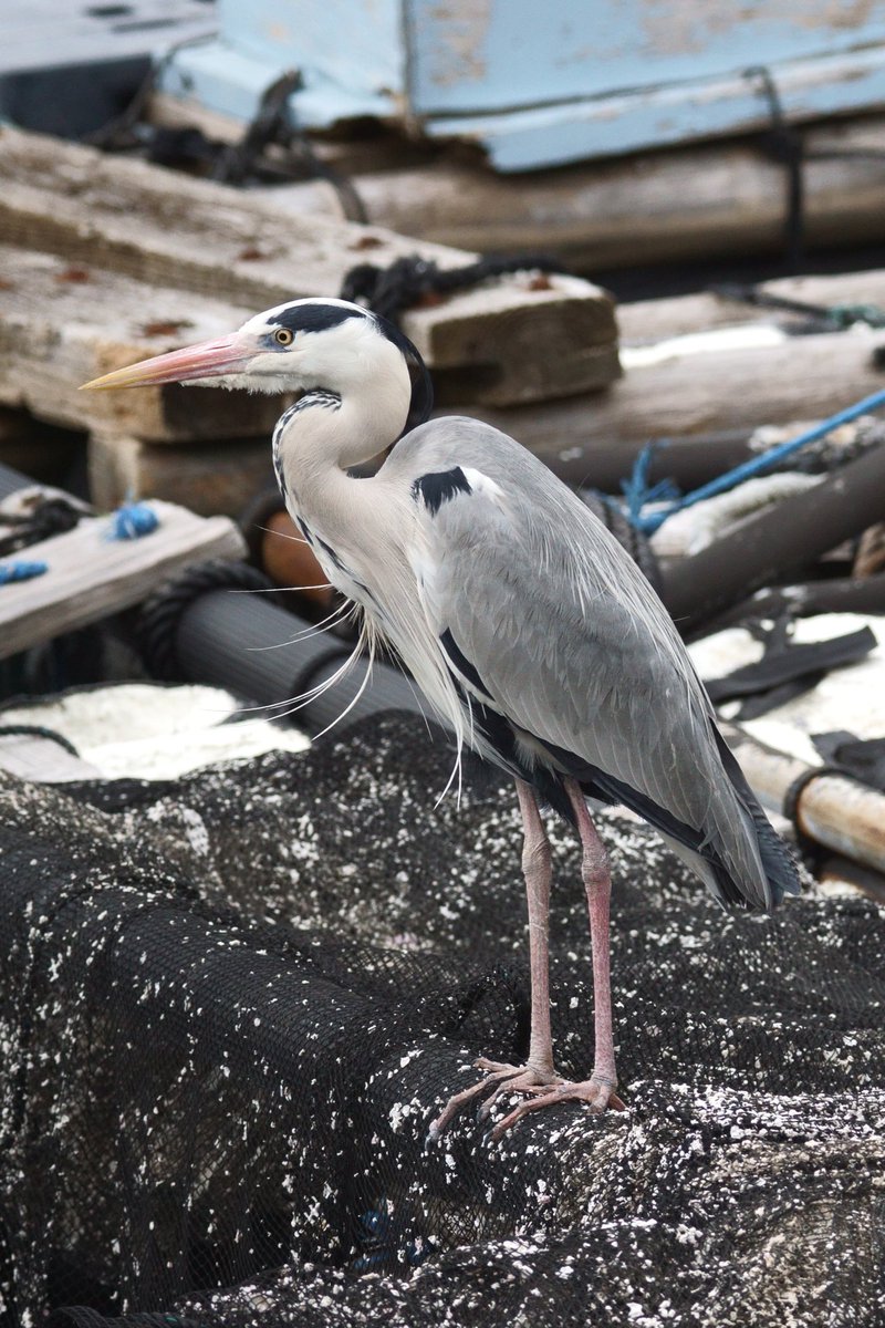 inu_uni's tweet photo. 港の主
#浦の星写真部 #沼津 #内浦漁港 #アオサギ #野鳥
#BORG #36ED #α6000 https://t.co/EPlXVDXgGE