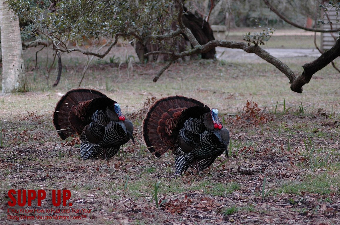 Crispy, Tender, Quick...Fly-Off-Your-Plate Wild Turkey Strips. supp-up.com/supp-up-blog/2… Credit @ProstaffHunter #hunting #military #highprotein #hunter #food #healthy #nutrition #recipe #turkeymeat #turkeyseason #turkeyhunting #marchmadness #recipeblog #gobblegobble #thunderchicken