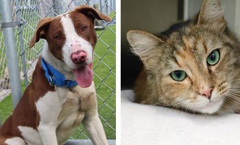 PBC TV Channel 20 tweet media