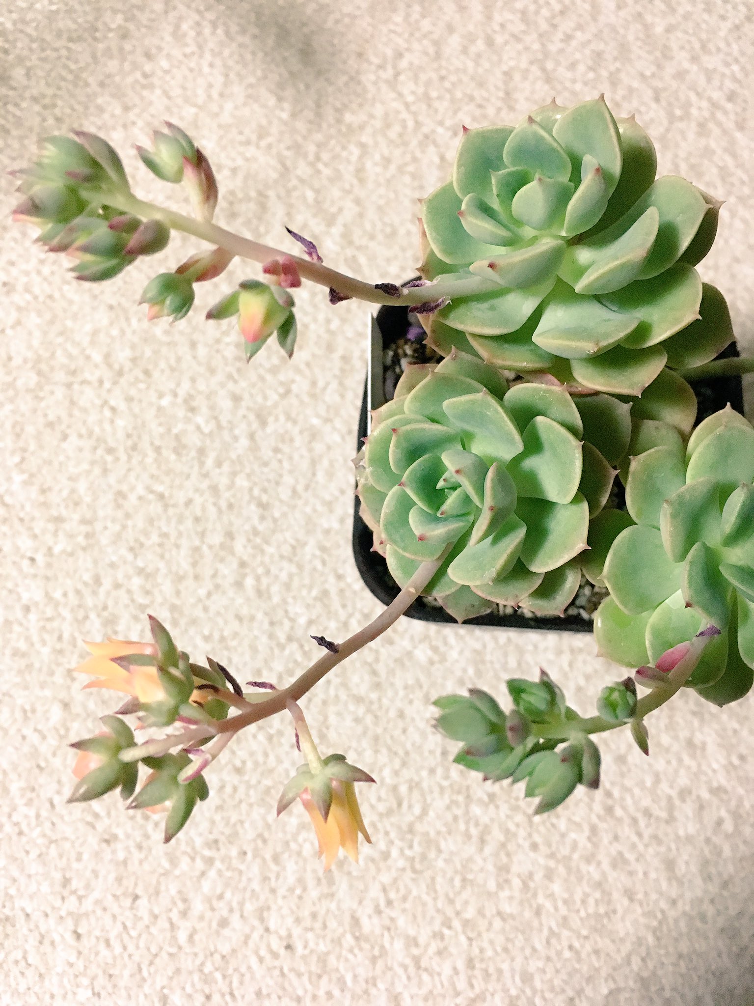 ろふぃる 植物 葉の元気がないから調べてみたら 花芽挿しという方法があるのを知りました この状態からでも切って増えるのかな 花芽から増やしたことある人 教えてください Gt 人 Lt 多肉 多肉植物 緑ぼたん 花芽挿し T Co