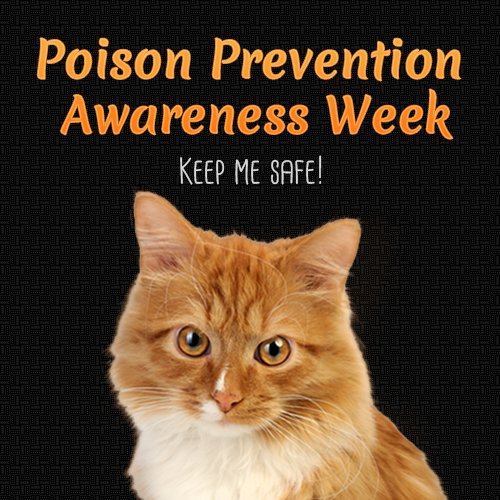 Don't forget to keep your pets safe. #PoisonPreventionWeek