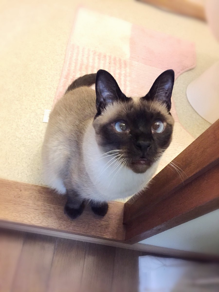 のべ子 シャム猫あずきさん2巻でた 照明の加減かどうかわかんないけどトイレにいる時のあずきさん息をのむほどに可愛いからみんなみて 猫部 Siamesecat シャム猫 のべ子 シャム猫あずきさん2巻でた 照明の加減かどうかわかんないけどトイレにいる時のあずきさん息をのむほどに可愛いからみんなみて 猫部 Siamesecat シャム猫