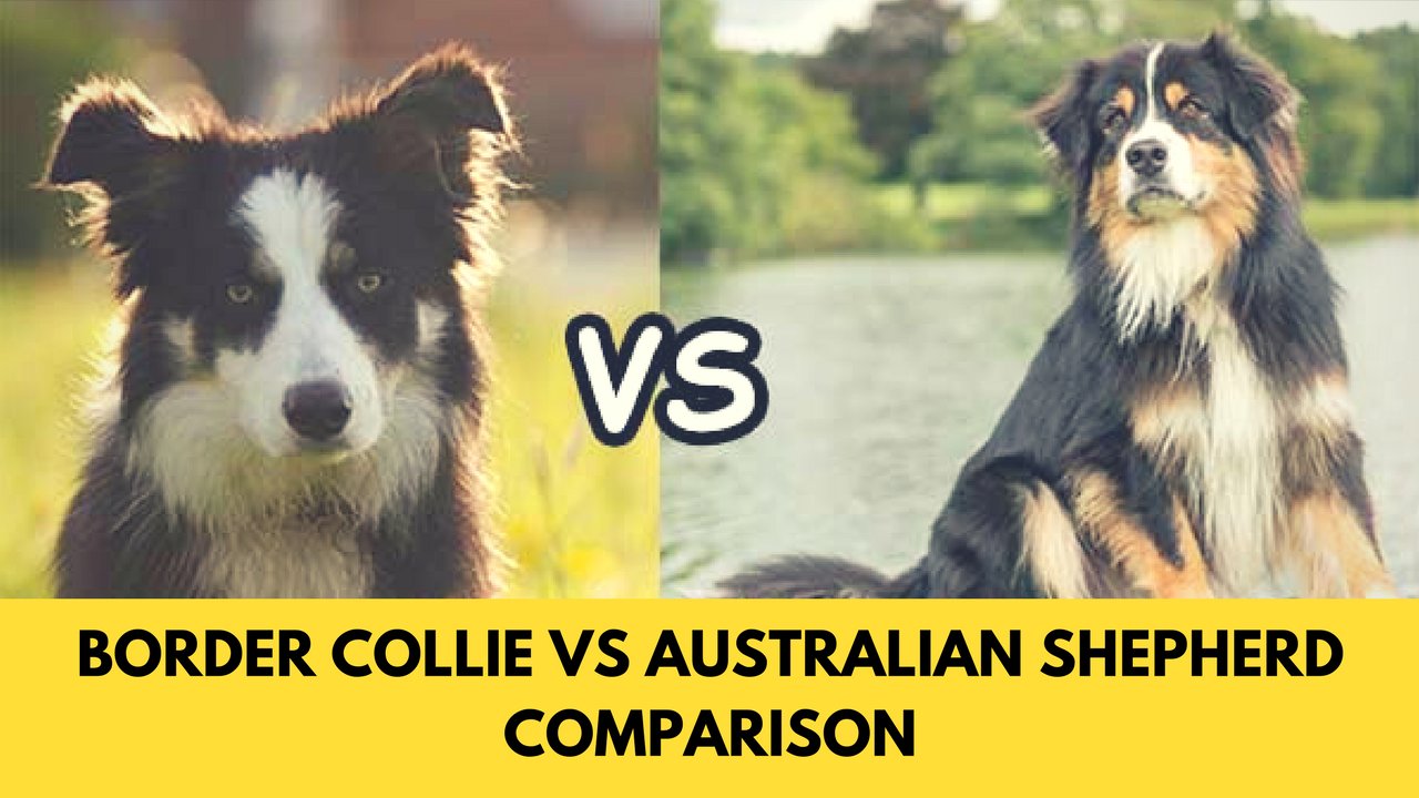 australian shepherd compared to border collie