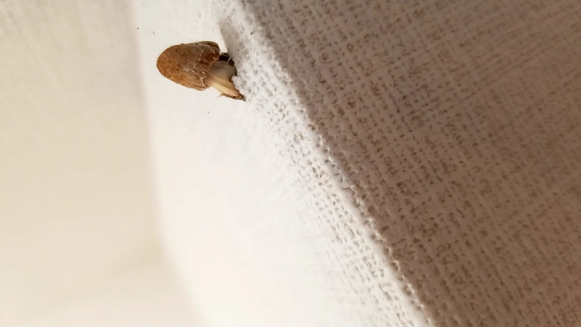 こんなことあるの！？引っ越し先の新居の壁からキノコが生えて‥www