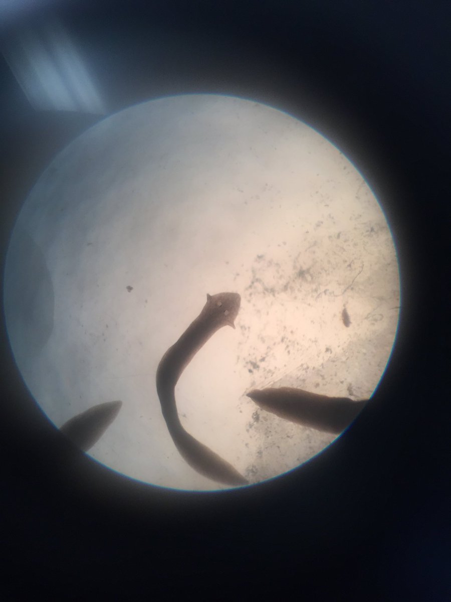 NorthScience's tweet image. Students explored the characteristics of organisms across the kingdoms today in Mr. Silvestri’s Biology classes. @MTPSpride @MrsDOrozco #mtpssci #lionpride