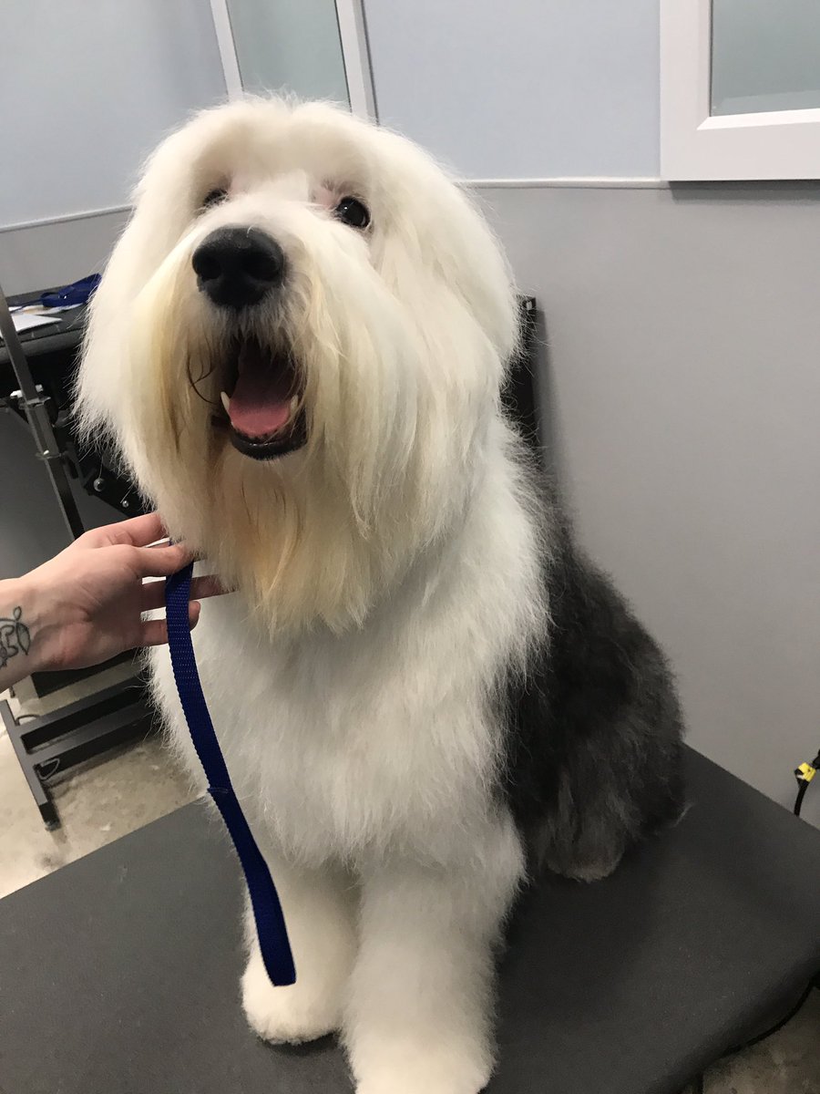 Charlie got a face and feet trim with Chelsea!  He loves a day at the spaw!
#TheGroomeryNyc #petsmartgrooming #oldenglishsheepdog #2600