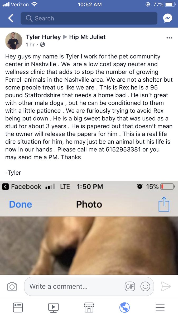 priestley_alyse's tweet photo. My brother works at the pet community center in Nashville. This sweet boy named Rex needs a home bad, as he is about to get put down. A simple rt can help find him the loving caring home that he deserves. ❤️ https://t.co/5uzyTKJyqy