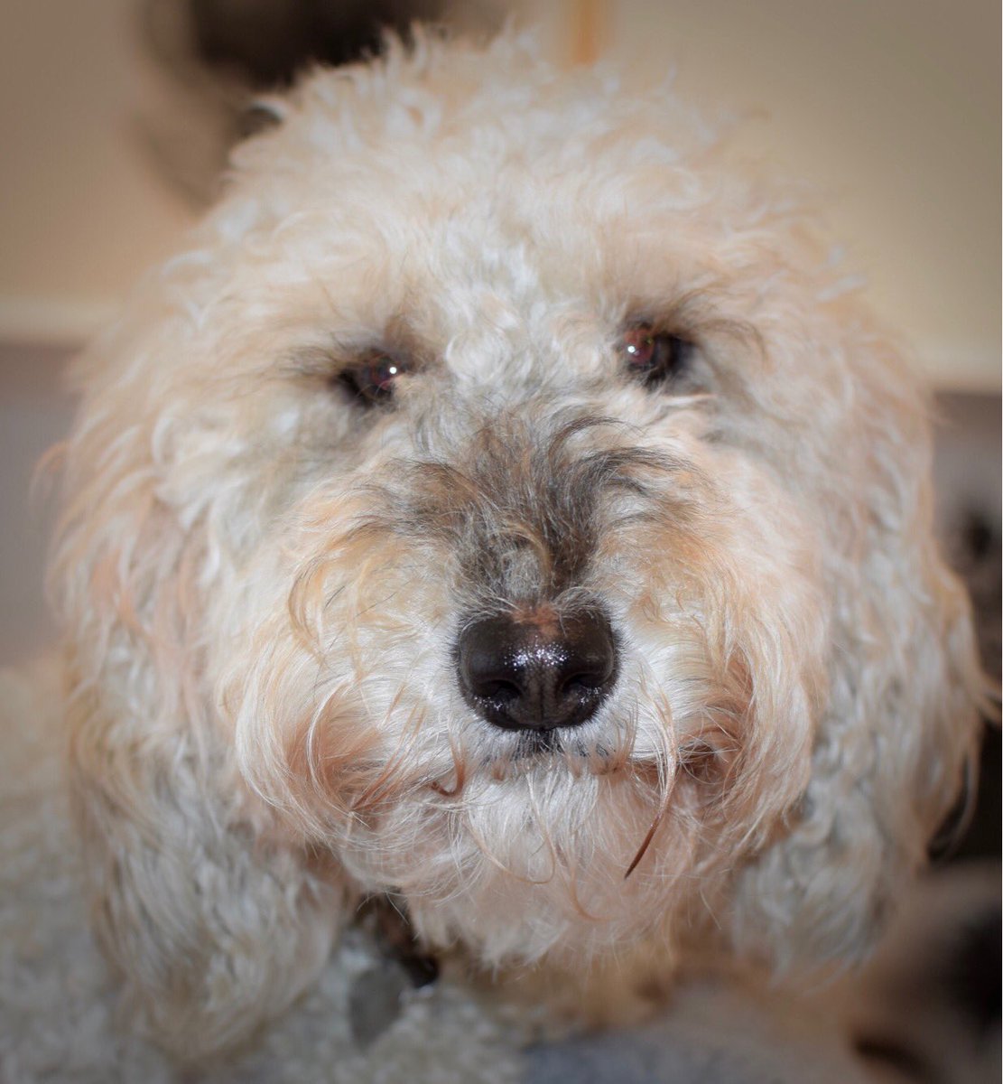 alanmacartney's tweet photo. Who’s a pretty girl then..... https://t.co/pYdlmPkwDt