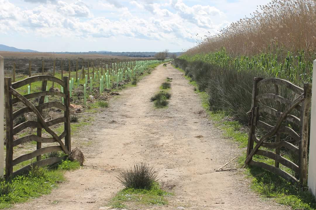 mirgual's tweet photo. Avui hem presentat a s'Albufera el projecte "Boscos de ribera" on s'han sembrat 6.855 plantes per recuperar habitats i donar més vida al Parc. Aquest és un projecte finançat per l'Impost de Turisme Sostenible. Seguim treballant per millorar la situació del Parc. https://t.co/HZCxhB90NR
