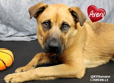 MIPooh's tweet photo. @kyhumane Forget The Jack Daniels #Kentucky
Help Avery Find a Home

#Adopt Homeless #Louisville #Pets
#Springhurst #Dogs https://t.co/ftUZvupqEt