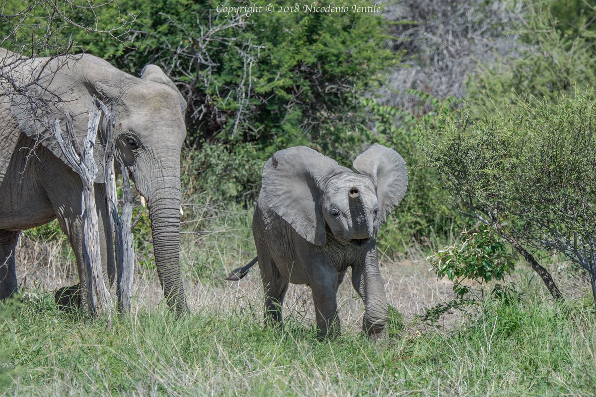 IentileNico's tweet photo. #Wild #African #Bush #Elephant #Calf #Elephants #Etosha #National #Park #WildDogSafaris #Namibia #Africa #Vulnerable #SaveTheElephants #Wildlife #Conservation #EndIvoryTrade #Elephanatics #PreventPoaching #AnimalWelfare #JoinTheHerd #StudyAbroad #Zoology #Day4 https://t.co/UU5WCh9gPN