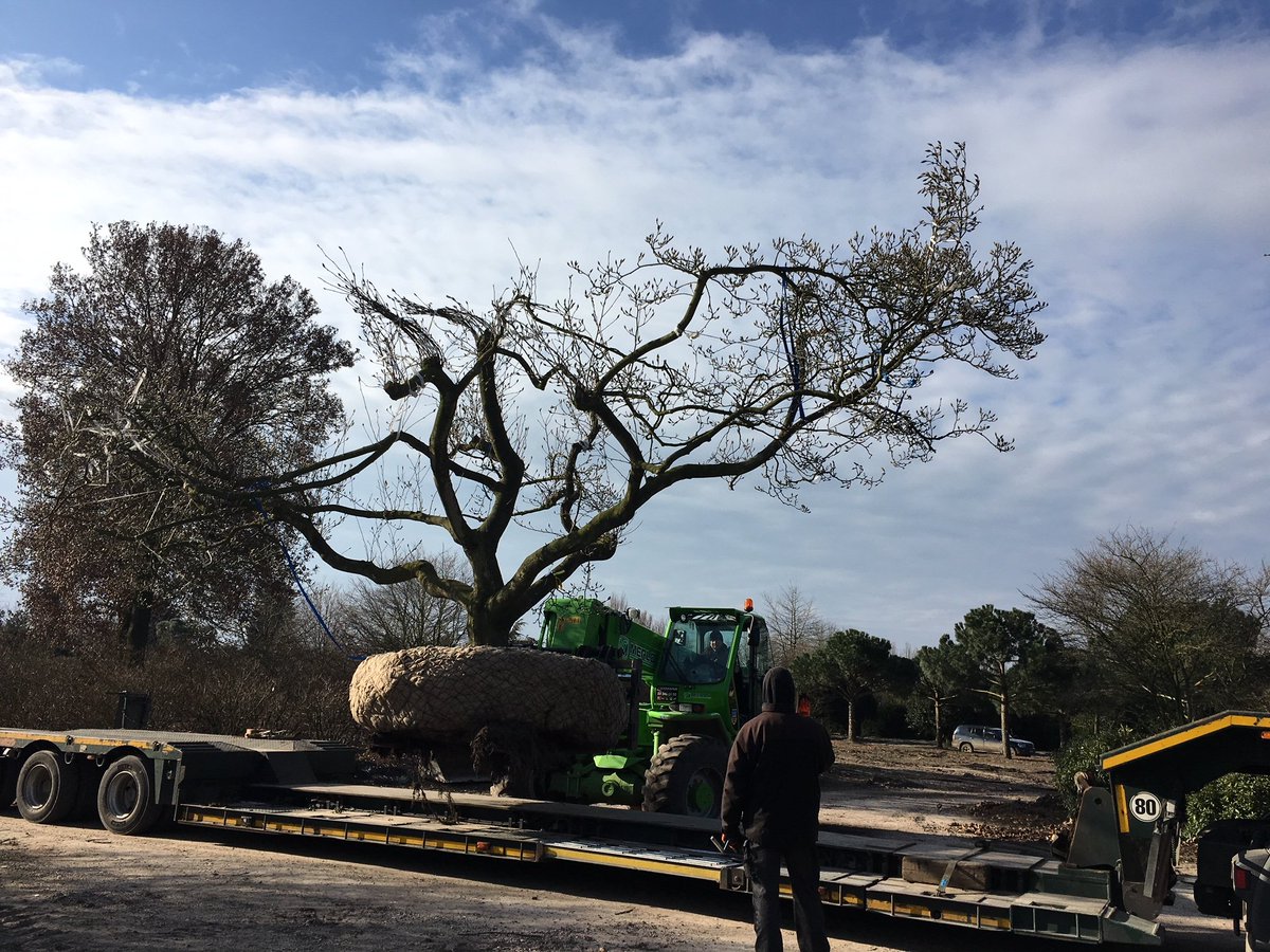 MarcMgee's tweet image. 10m wide Magnolia being delivered to our site in the heart of the #cotswalds in #Gloucestershire