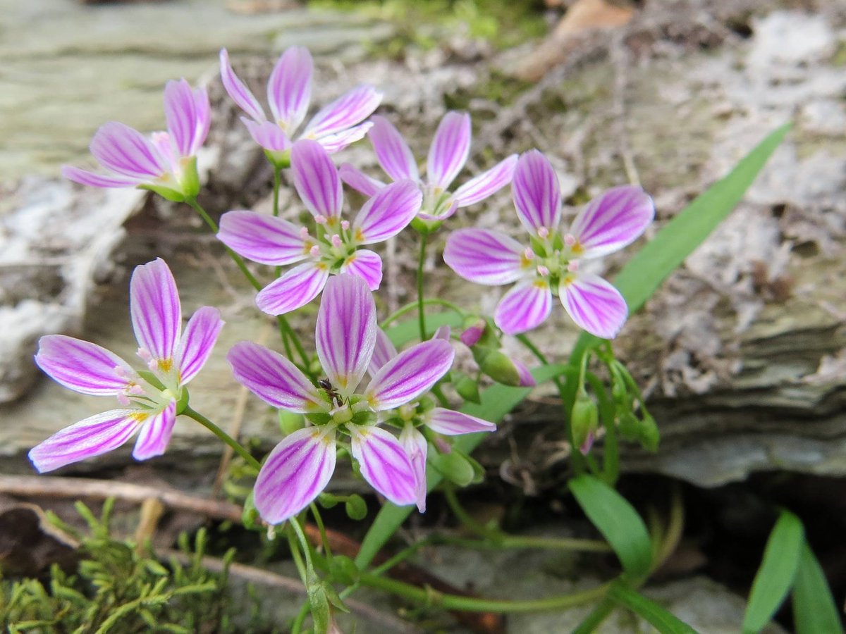 GreatSmokyNPS's tweet photo. Can you spy a pollinator in this picture of the early-blooming Spring Beauty? You can find these dainty and beautiful flowers from late February all the way through May.

Photo credit: Warren Bielenberg https://t.co/ulUavfb0Lr